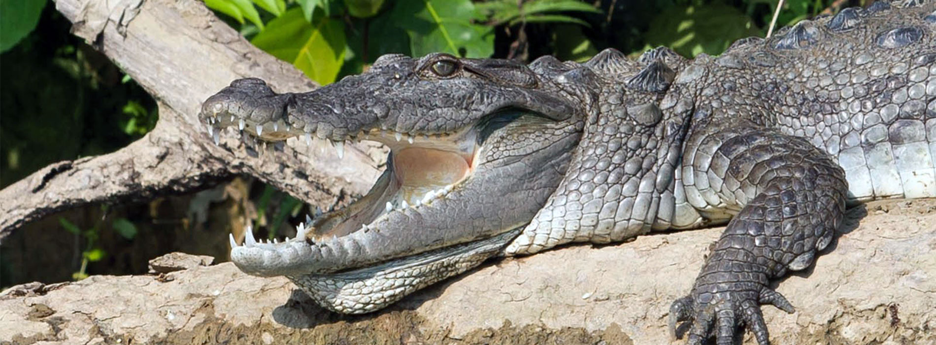 bardia-national-park-crocodile 