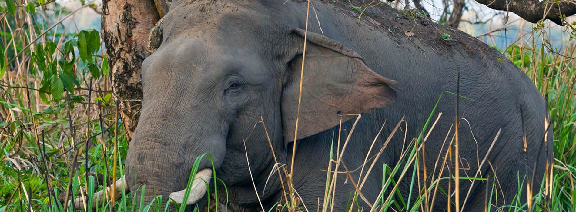 elephant-chitwan-national-park 