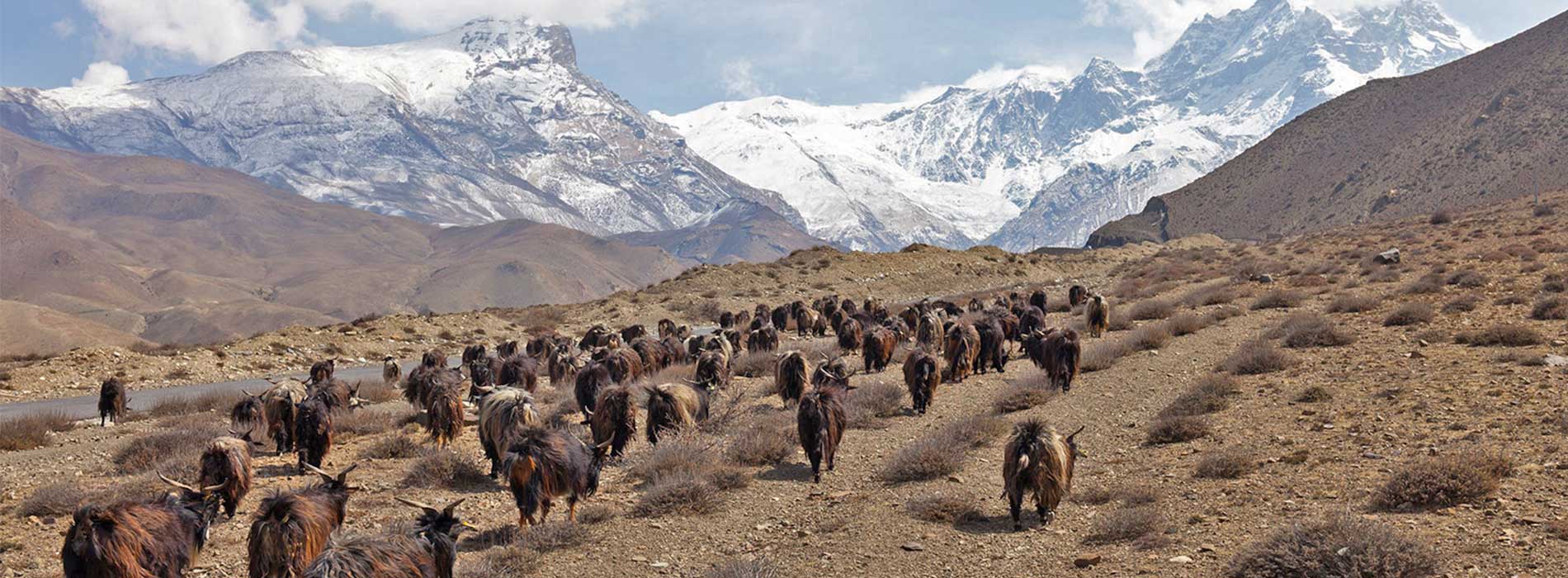 muktinath 