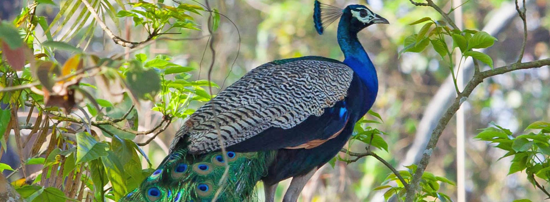 peacock-chitwan 