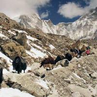 yaks-on-everest-region 