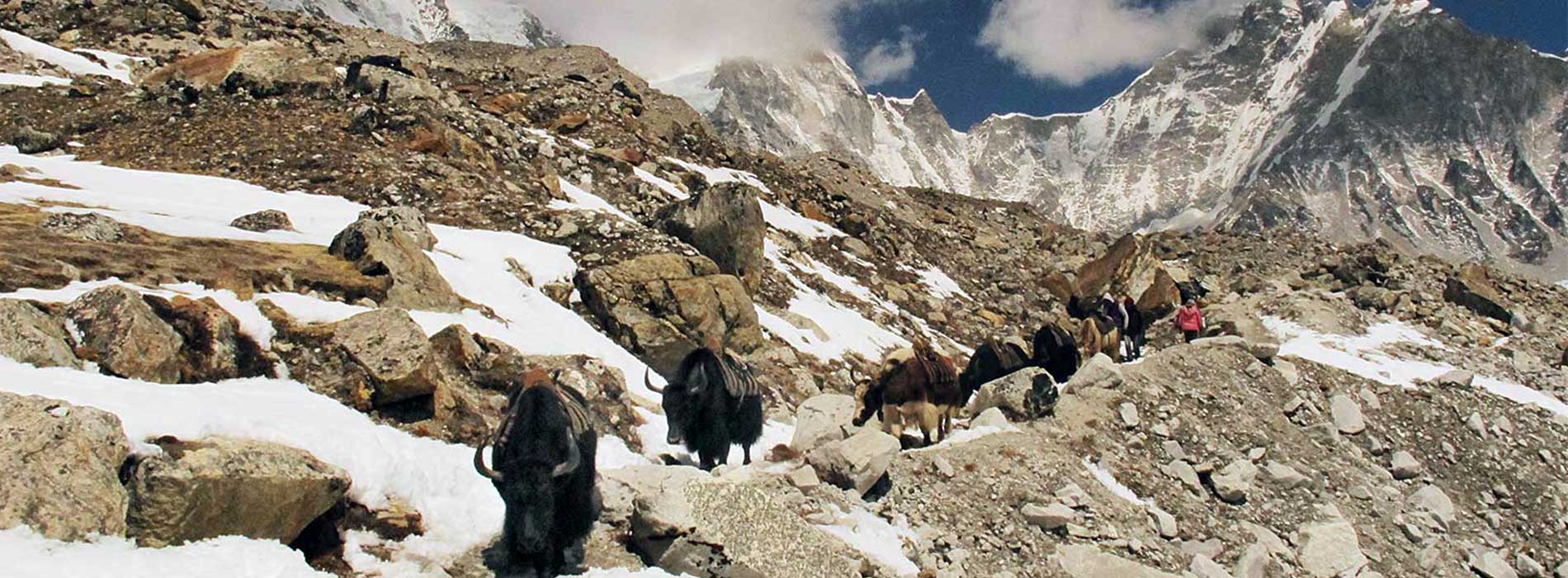 yaks-on-the-ebc-trail 