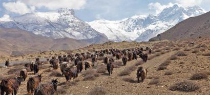 muktinath-chyangra 